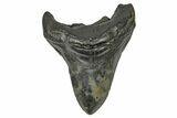 Fossil Megalodon Tooth - South Carolina #169195-1